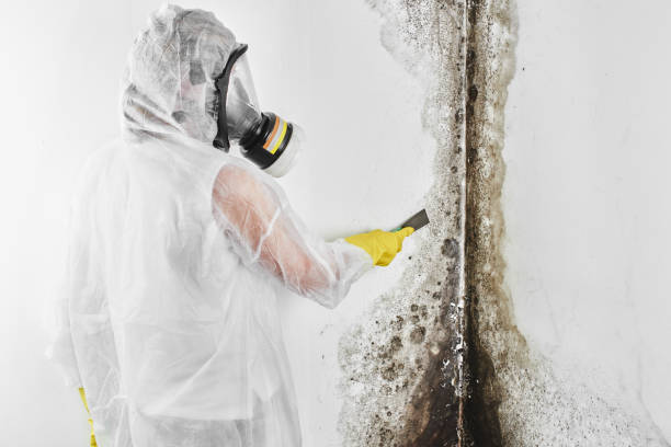 Best Mold Testing  in Waverly, VA