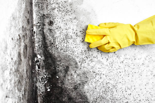 Best Mold Removal Company Near Me  in Waverly, VA