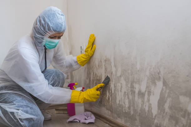 Best Certified Mold Removal  in Waverly, VA