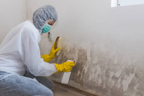 Best Mold Removal Company Near Me  in Waverly, VA