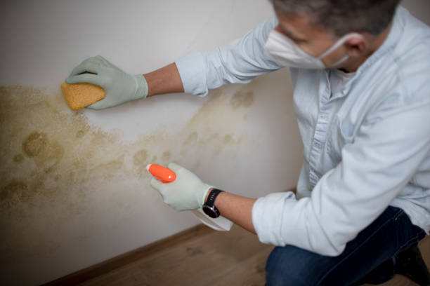 Best Professional Mold Removal  in Waverly, VA