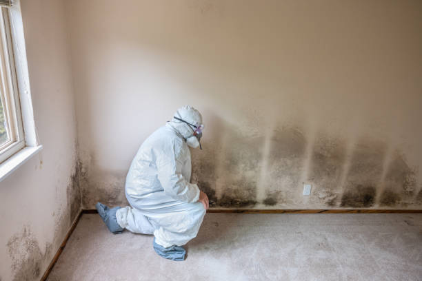 Best Black Mold Removal  in Waverly, VA